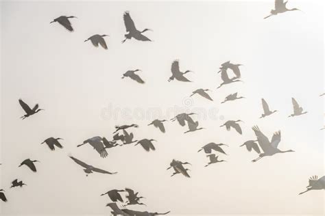 Migrating cranes fly stock image. Image of isolated - 110222279