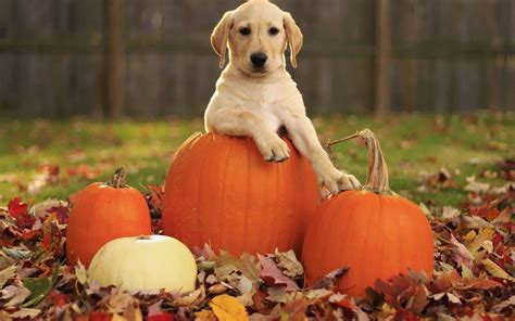 Halloween Dog Wallpapers - Top Free Halloween Dog Backgrounds ...