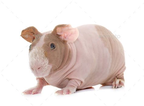 skinny guinea pig Stock Photo by cynoclub | PhotoDune