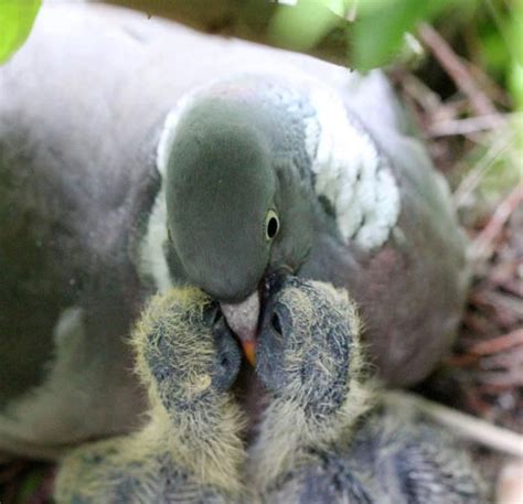 Pigeon Milk: Understanding Its Role in Chick Growth and Survival