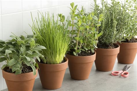 The Best Winter Herbs That Can Survive Colder Temperatures