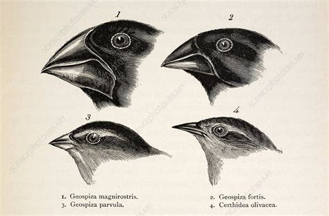 Darwin's Galapagos Finches - Stock Image - C008/8154 - Science Photo ...