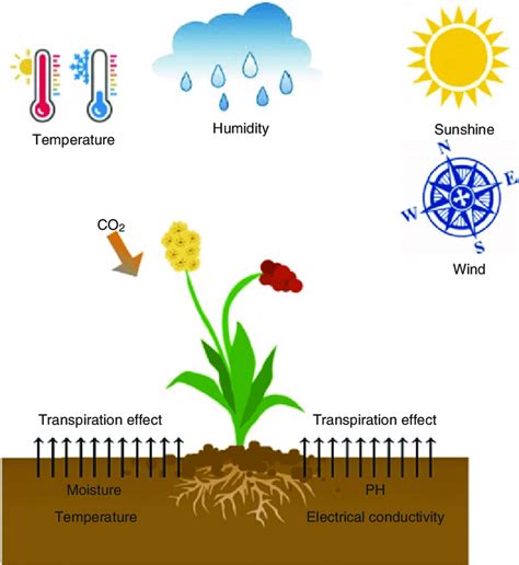 Factors that Affect the Transpiration Rate | Superprof