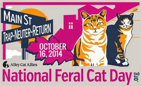 Facts About Feral Cats on National Feral Cat Day | Feral cats, Alley cat allies, Cat day