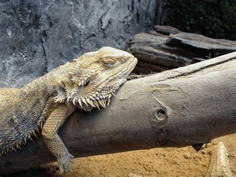 128 Bearded Dragon Sleeping Royalty-Free Images, Stock Photos & Pictures | Shutterstock