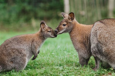 Brown Kangaroo on Green Grass Field - Photos by Canva