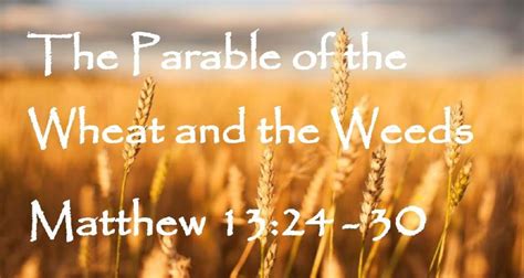 Matthew 13:24 Parable of the Weeds (Watch the Video or Read) - GNT ...