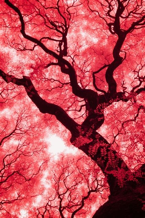 Infrared Pink Leaved Tree ~ Argentina Beautiful World, Beautiful Images, Fernando Souza Tattoo ...