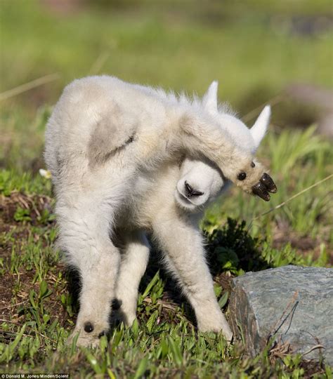 Baby mountain goat hides from her mum and the photographer | Daily Mail Online