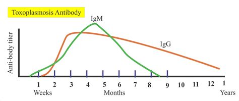 What Is The Treatment For Toxoplasmosis In Humans?