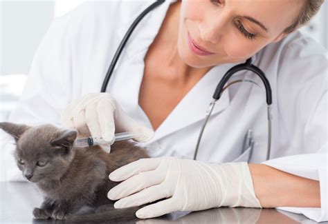 Basic Prices for Pet Vaccines - Veterinary Practice News