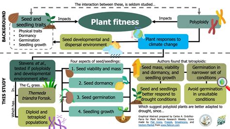 Ploidy affects the seed, dormancy and seedling characteristics of a perennial grass, conferring ...