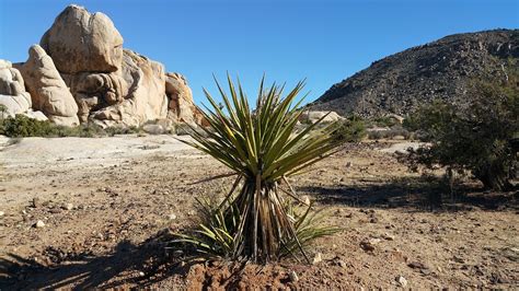 Free photo: Plant, Desert, Vegetation, Dry - Free Image on Pixabay - 1104943