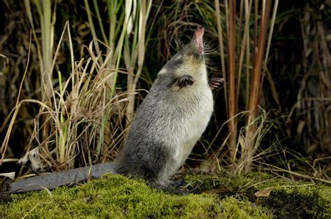 7 animals you can only find in Russia - Russia Beyond