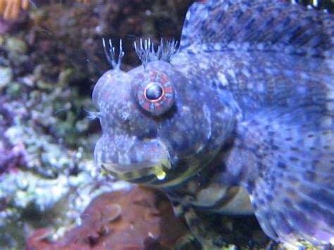 Lawnmower Blenny Fish - Profile | Facts | Tank | Diet | Care - SeaFish