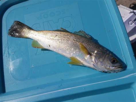 Weakfish - Barnegat Bay Partnership