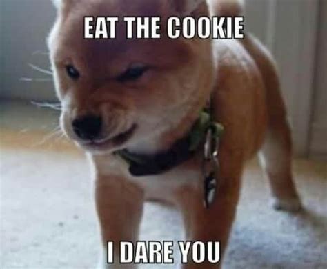 30+ Best Angry Dog Memes