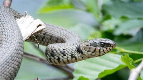 Snakes in the British Isles - Survival and Bushcraft