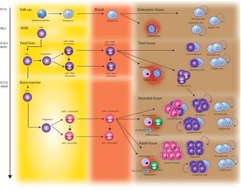 Frontiers | Ontogeny of Myeloid Cells