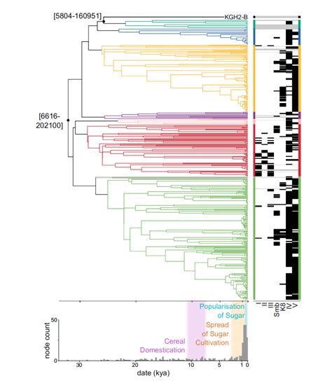 Streptococcus mutans phylogeny and mutacin profiles - Mapping Ignorance