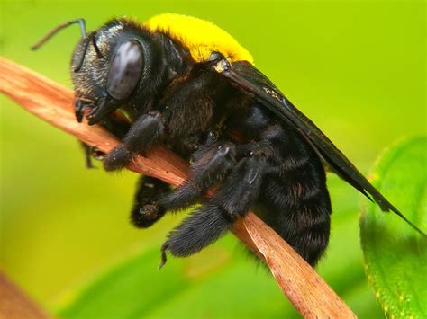 How serious is a carpenter bee sting - Wasp Removal Toronto