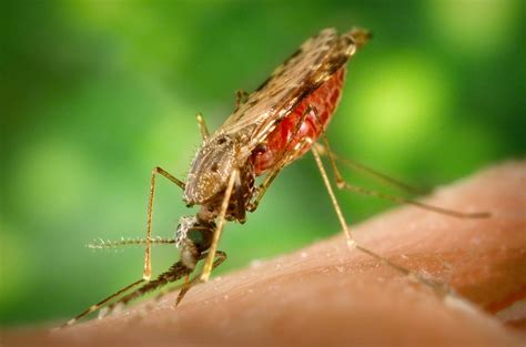 File:Anopheles albimanus mosquito.jpg - Wikipedia