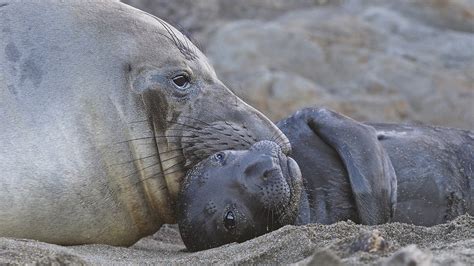 Elephant Seal Mother and Pup | Sean Crane Photography