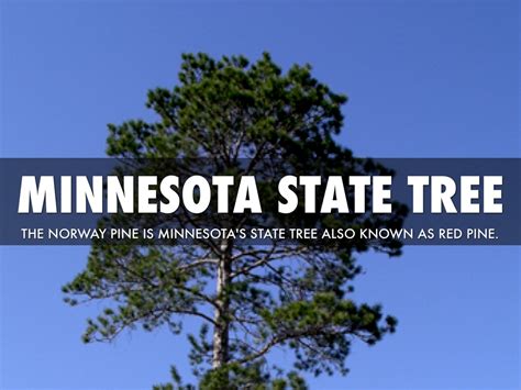 Minnesota State Symbols by Austin Hesse