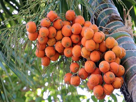 Betel Nut Cultivation: জেনে নিন সুপারি চাষের বিস্তারিত পদ্ধতি