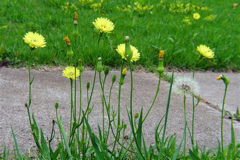 Mow The Lawn | My wife keeps ordering me to mow the lawn. I … | Flickr