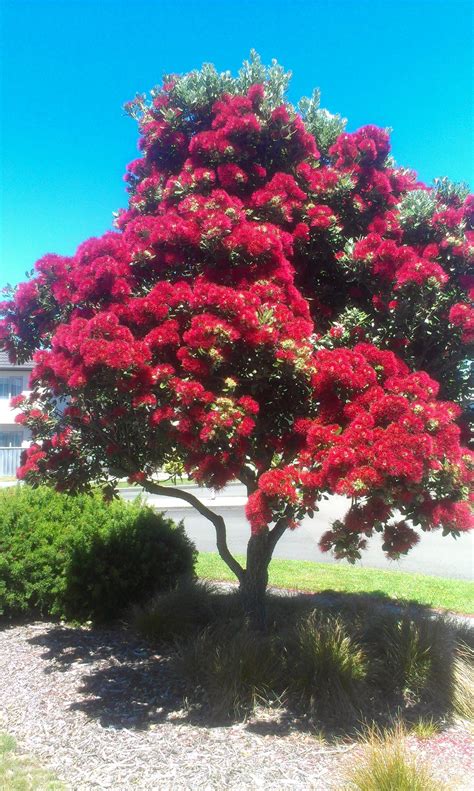 Pohutukawa tree, Aotea, Porirua December 2012 Also known as New Zealand Christmas tree | Delonix ...