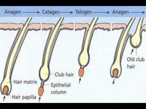 armpit hair growth rate - YouTube