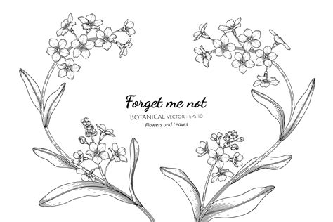 Forget me not flower and leaf hand drawn botanical illustration with line art 2543774 Vector Art ...