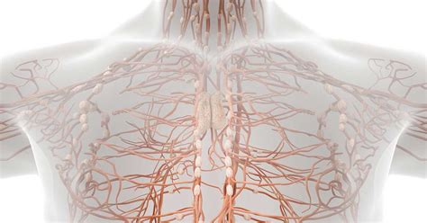 Lymph Nodes and Cancer—Common Questions Answered | Fox Chase Cancer ...