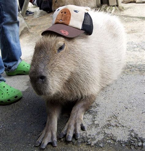 Capybara with cap🧢 | Капибара, Забавные зверюшки, Милые животные