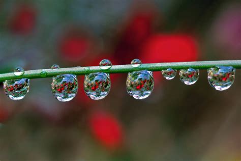 Selective focus photography of water dew HD wallpaper | Wallpaper Flare