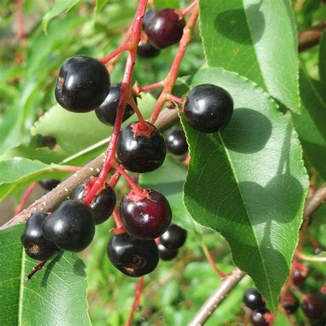 Seeds for Black Cherry | Prunus serotina | Amkha Seed