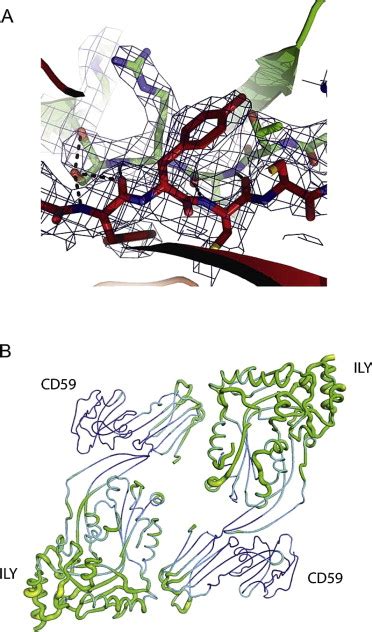 Crystal Structure of the ILY-CD59 Complex, Related to Figure 1 ...