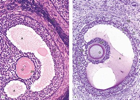 Antral Follicle Histology