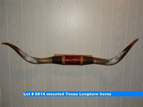 mounted Texas Longhorn horns