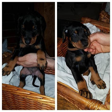 Doberman Pinscher Puppies