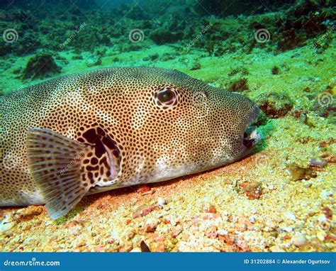 Boxfish stock photo. Image of pomacanthidae, world, fauna - 31202884