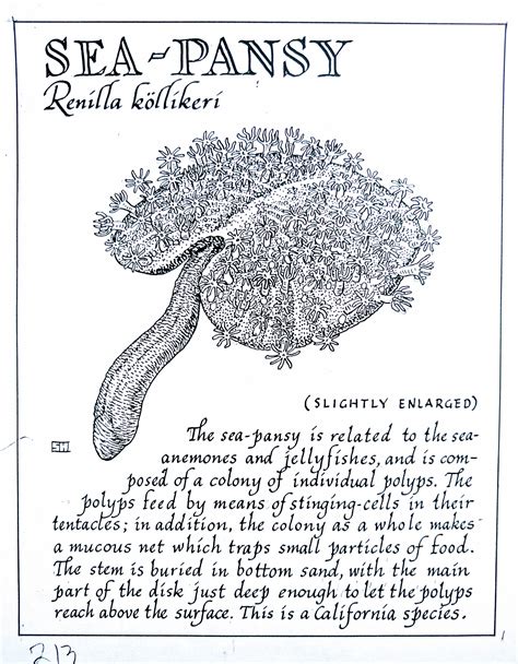 Sea-Pansy (Renilla köllikeri) | Oceanography marine biology, Marine ...