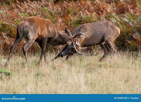 Red deer rutting. stock photo. Image of field, natural - 22069768