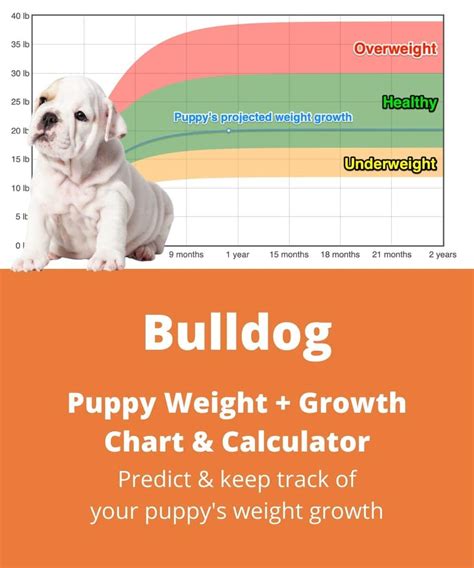 English Bulldog Weight+Growth Chart 2024 - How Heavy Will My English ...