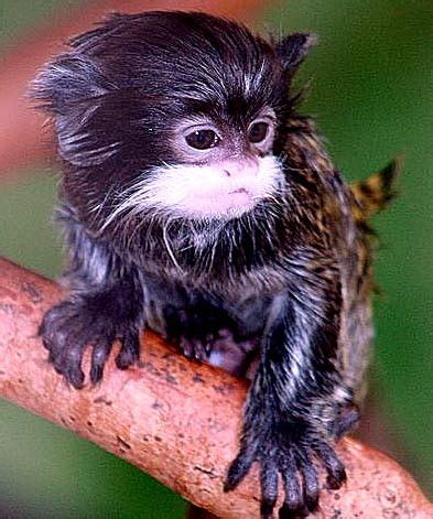 What is a Finger Monkey? | Animal Pictures and Facts | FactZoo.com