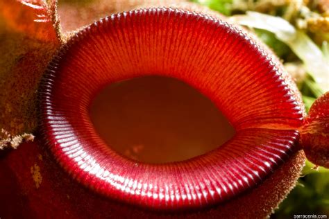 The Carnivorous Plant FAQ: autotrophic or heterotrophic?