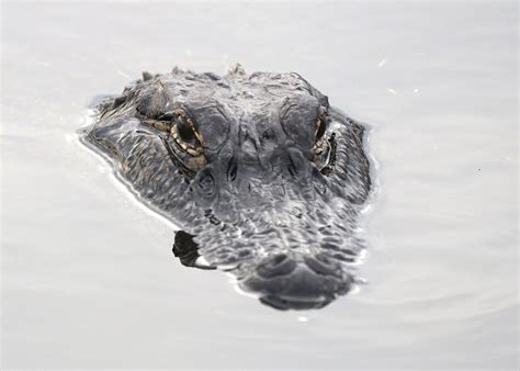 Alligator Head · Free Stock Photo