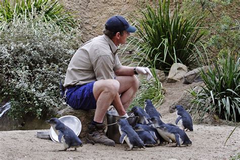 Fairy Penguins! | Penguin species, Melbourne zoo, Penguins