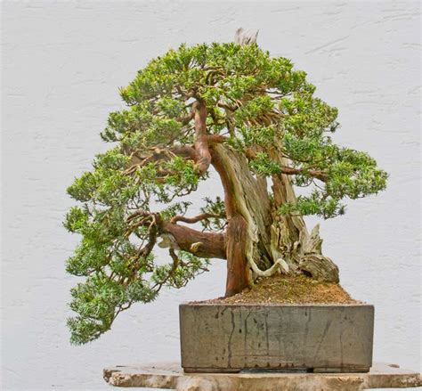 Walter Pall Bonsai Adventures: Japanese Yew #2